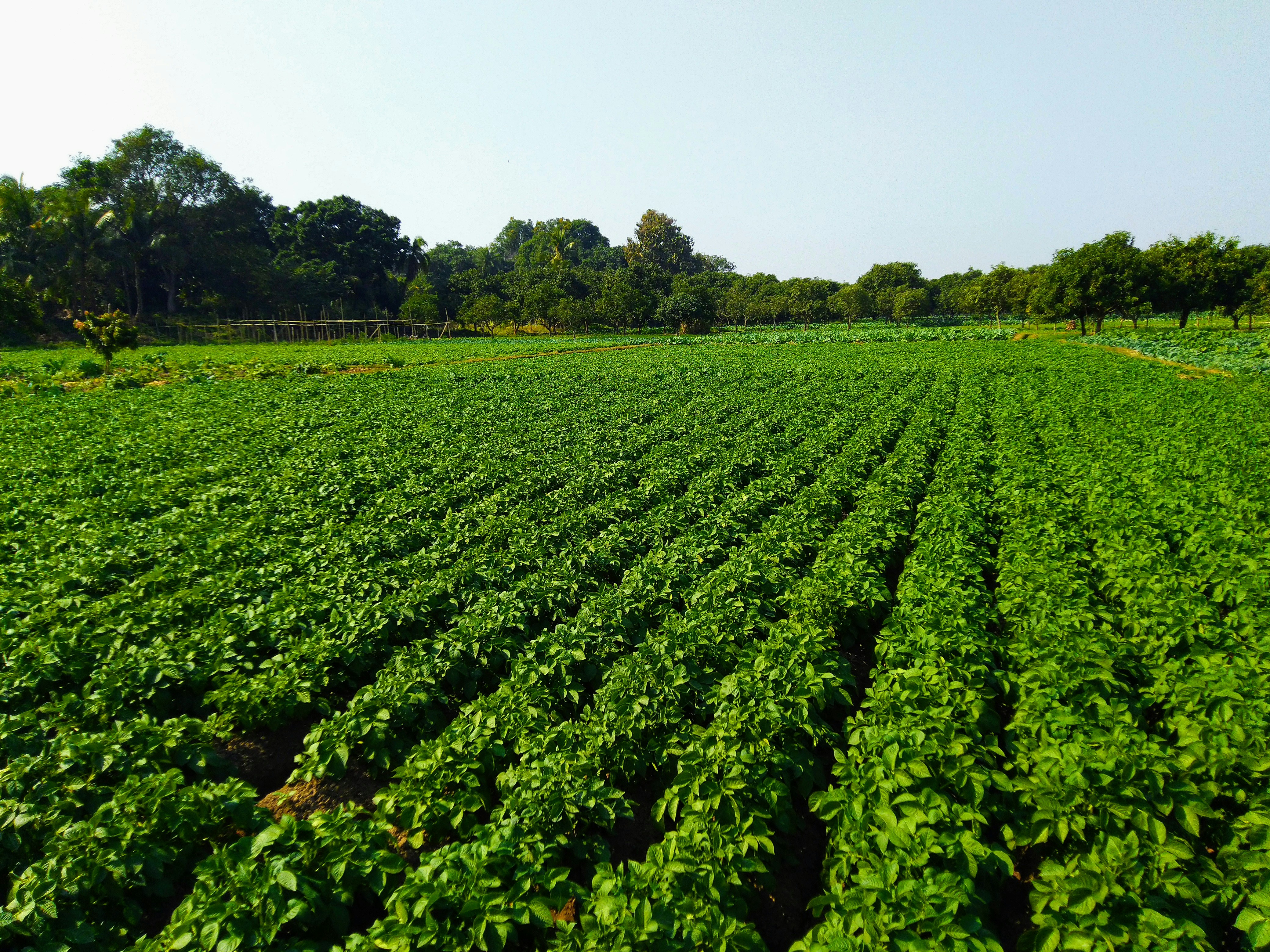 Residential Plot